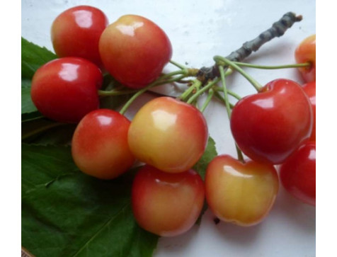 Черешня Краса Кубани Черешня Краса Кубани