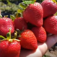 Комплект 5шт  / Клубника Кабрилло (Ремонтантная/Средняя)